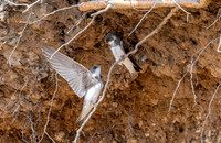 Sand Martins
