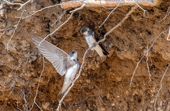 Sand Martins