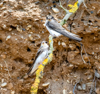 Sand Martins