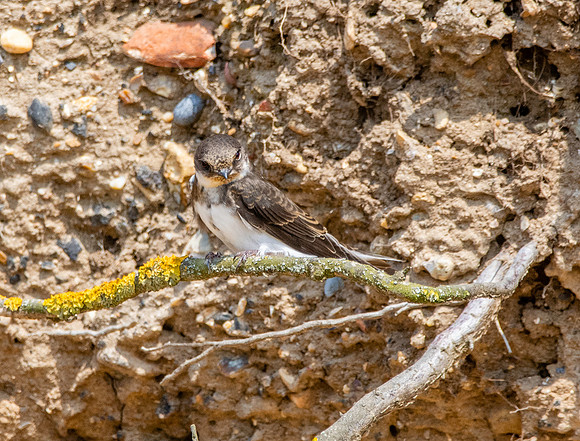 Sand Martins