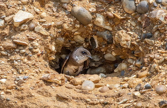 Sand Martin