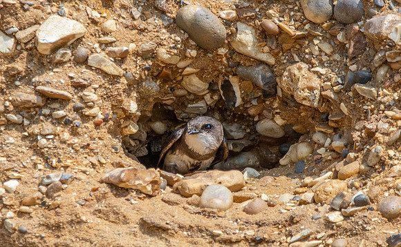 Sand Martins
