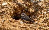 Sand Martins