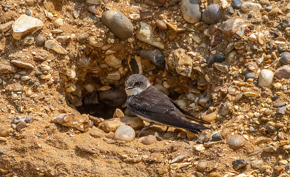 Sand Martins