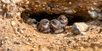Sand Martins