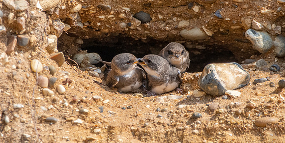 Sand Martins