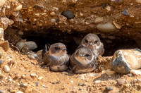 Sand Martins