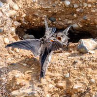 Sand Martins