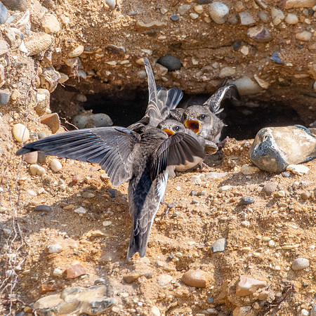 Sand Martins
