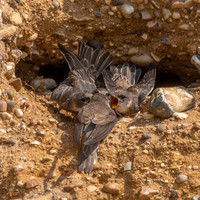 Sand Martins