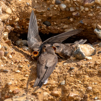 Sand Martins