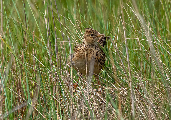 Skylark