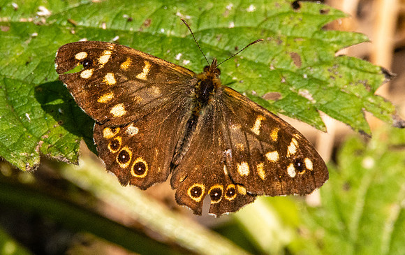 Speckled wood