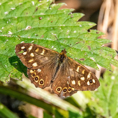 Speckled wood