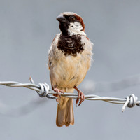 House sparrow