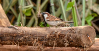 House sparrow