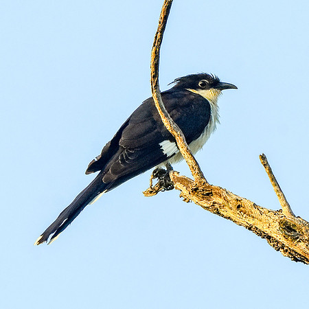 Jacobin cuckoo