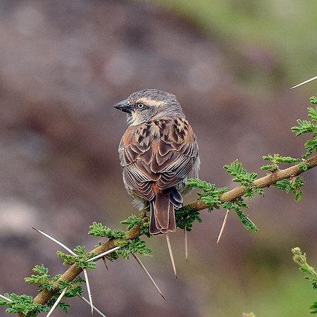 Kenyan rufous sparrow