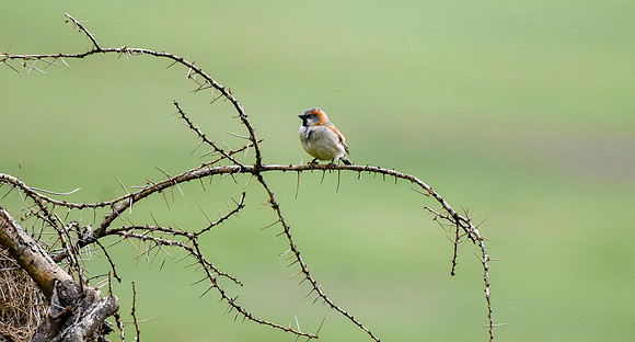 Kenyan rufous sparrow