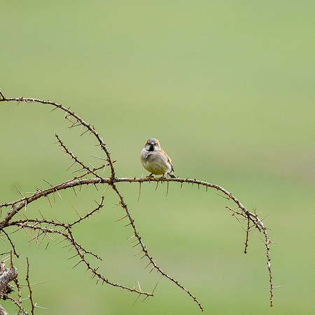 Kenyan rufous sparrow