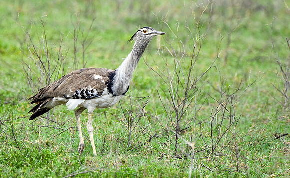 Kori bustard