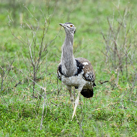 Kori bustard