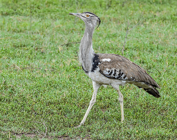 Kori bustard