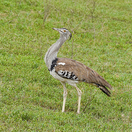 Kori bustard