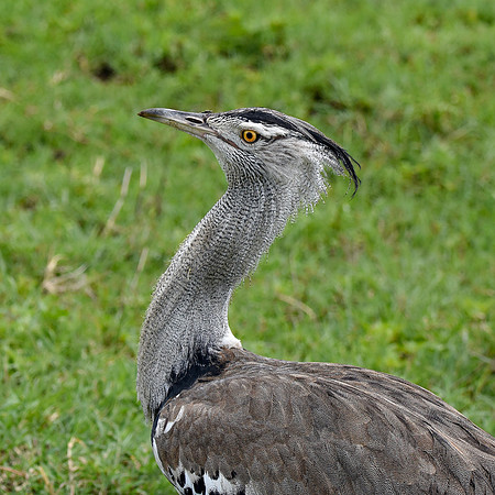 Kori bustard