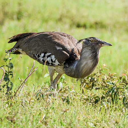 Kori bustard