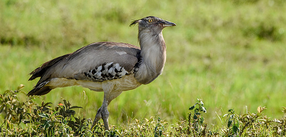 Kori bustard