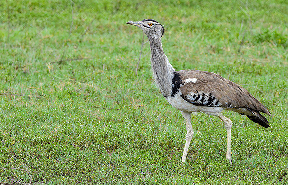 Kori bustard