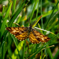 Common heath moth