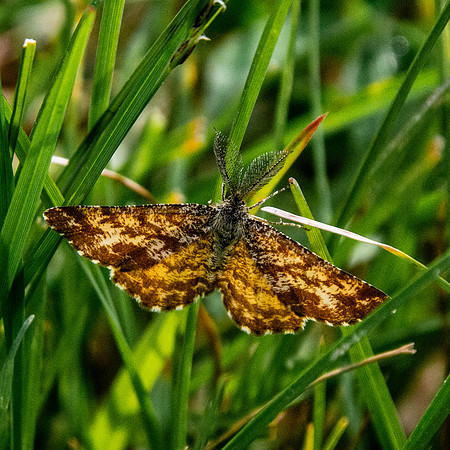Common heath moth, male