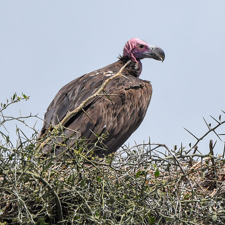 Lappet faced vulture