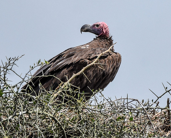Lappet faced vulture
