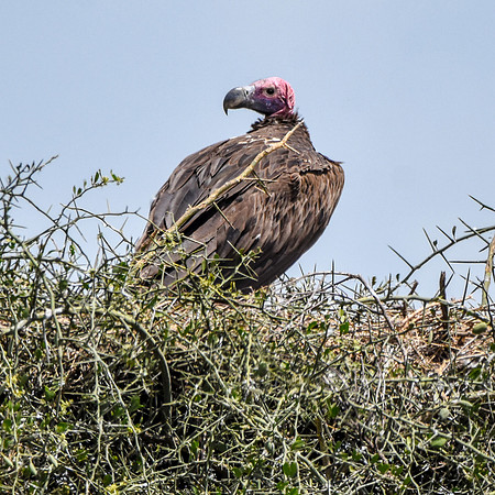 Lappet faced vulture