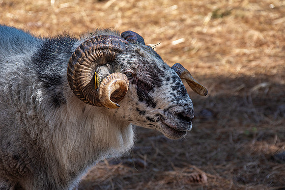Boreray sheep