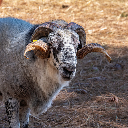 Boreray sheep