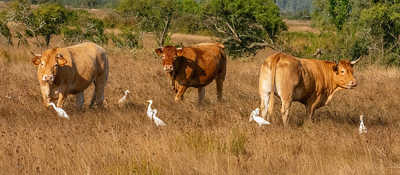 Cattle egrets with cattle