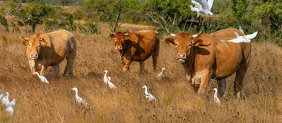 Cattle egrets with cattle