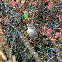 Cetti's warbler