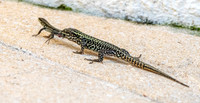 Common wall lizard
