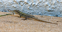 Common wall lizard