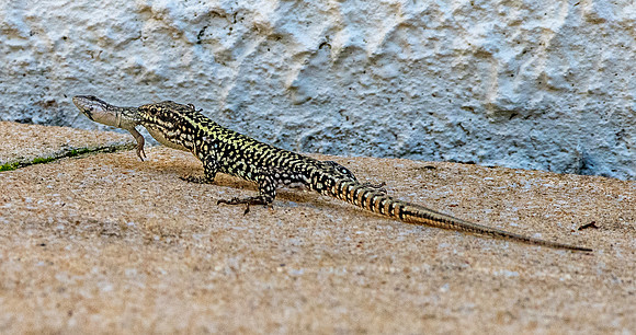 Common wall lizard