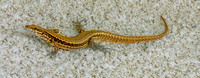 Common wall lizard