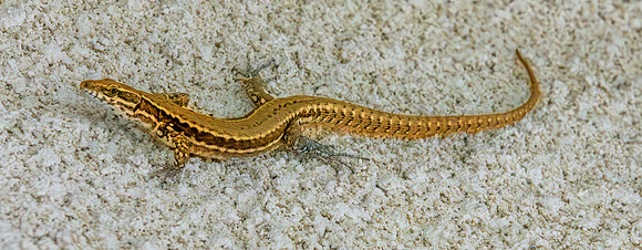 Common wall lizard