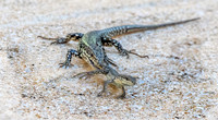 Common wall lizard