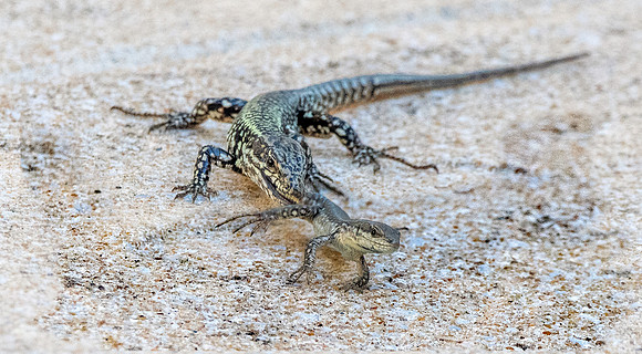 Common wall lizard