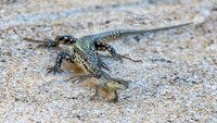 Common wall lizard